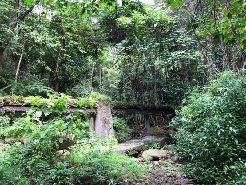 St. Kitts: Rainforest Eco Adventure Guided Hike - Hike Options