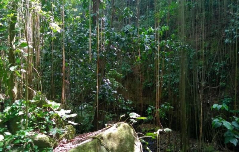 St. Kitts: Rainforest Eco Adventure Guided Hike - What to Bring