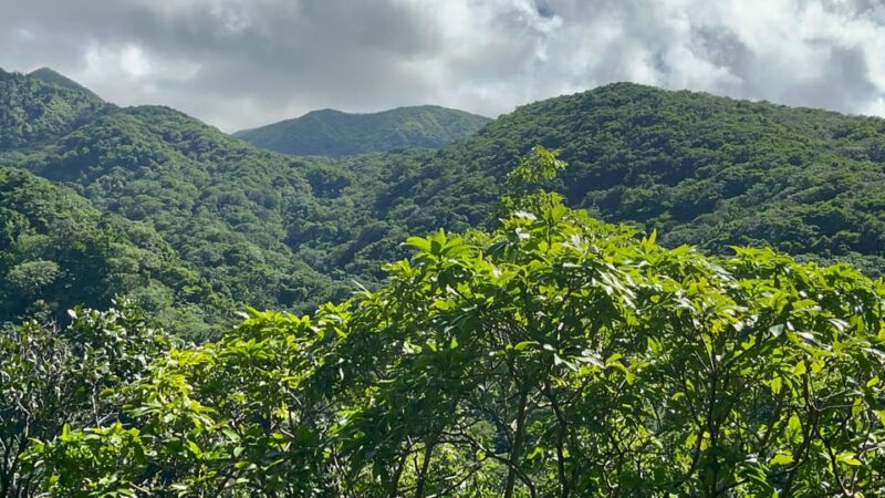 St. Kitts Wingfield Rainforest and Romney Experience - Transportation and Pickup Details