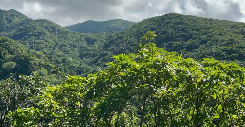 St. Kitts Wingfield Rainforest and Romney Experience - Itinerary and Highlights