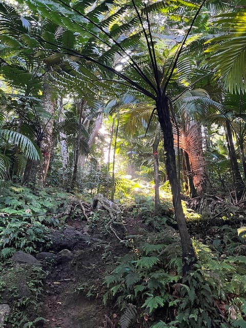 St. Kitts Wingfield Rainforest and Romney Experience - Inclusions and Refreshments