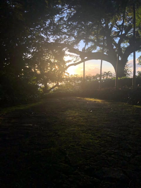 St. Kitts Wingfield Rainforest and Romney Experience - Health Matters and Preparation