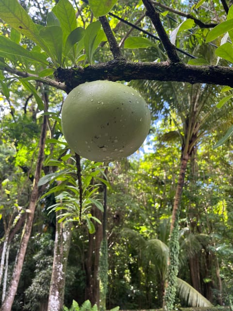 St. Kitts Wingfield Rainforest and Romney Experience - Recap