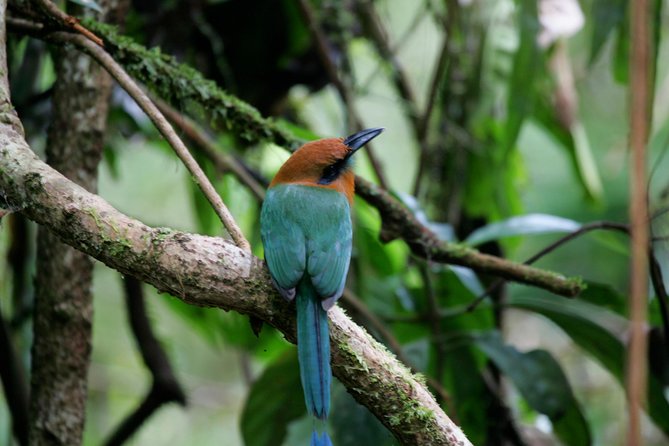 St. Lucia Aerial Tram Tour at Rainforest Adventures - Overview of the Tour