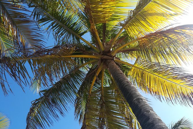 St Lucia Airport Transfer to Coco Palm - Hewanorra (UVF) & GFL Airport (SLU) - Arriving at Coco Palm Resort