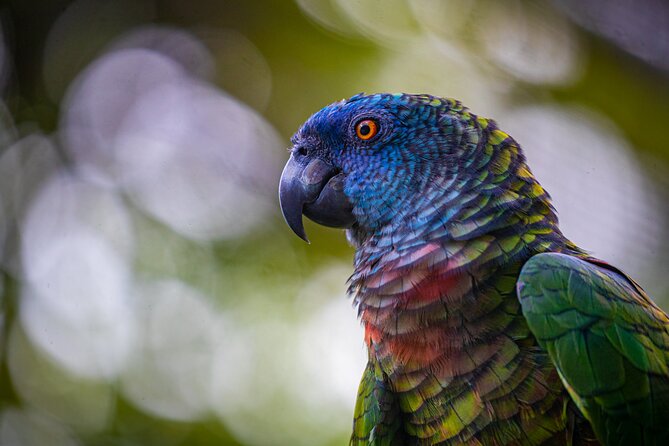 St Lucia Birdwatching Tour at Rainforest Adventures - Highlights