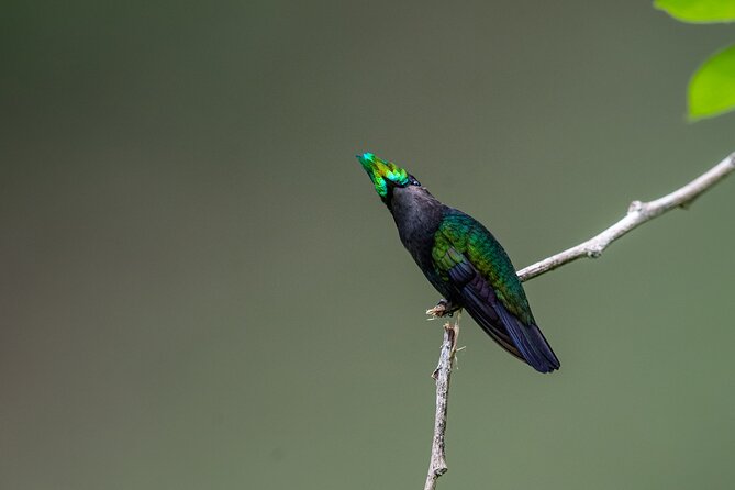St Lucia Birdwatching Tour at Rainforest Adventures - Inclusions and Logistics