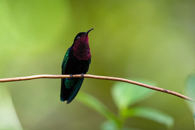 St Lucia Birdwatching Tour at Rainforest Adventures - Accessibility and Fitness Level