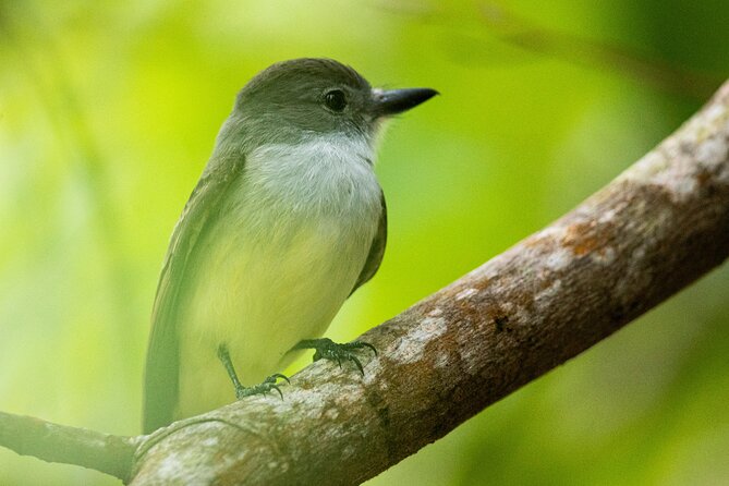 St Lucia Birdwatching Tour at Rainforest Adventures - Cancellation Policy