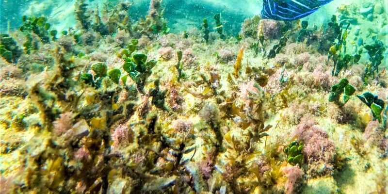 St. Lucia: Cape Vidal Snorkeling Adventure - Key Points