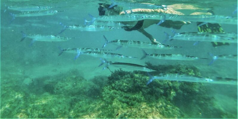 St. Lucia: Cape Vidal Snorkeling Adventure - Customer Ratings and Feedback