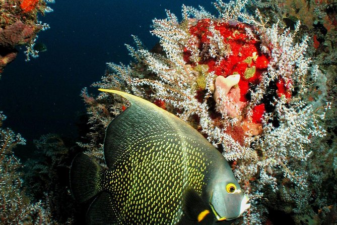 St Lucia Certified Scuba Diving Tour - Health and Safety Requirements