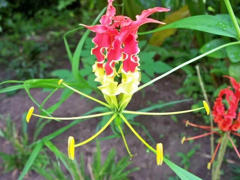 St. Lucia: Drive-in Volcano, Waterfall and Garden Day Trip - An In-Depth Look at the Tour