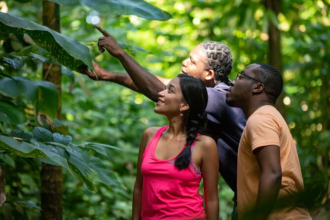 St Lucia Jacquot Trail Hike at Rainforest Adventures - Wildlife and Nature Experience