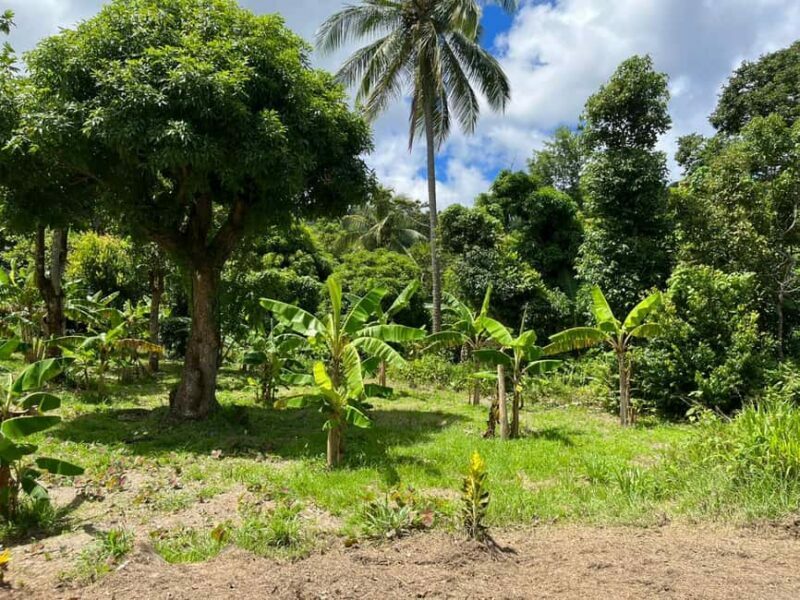 St. Lucia: Land and Sea All Inclusive Tour - Final Thoughts on Value and Experience