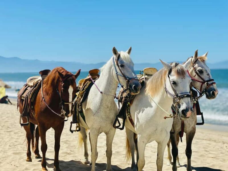 St Lucia: Private Sunset Beach Horse Ride + Pickup available - Key Points