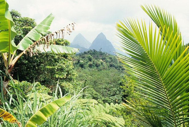 St Lucia Rainforest Walk - About Your Stay