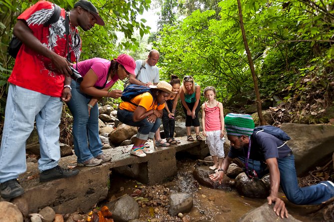 St Lucia Rainforest Walk - Guided Nature Tour Experience