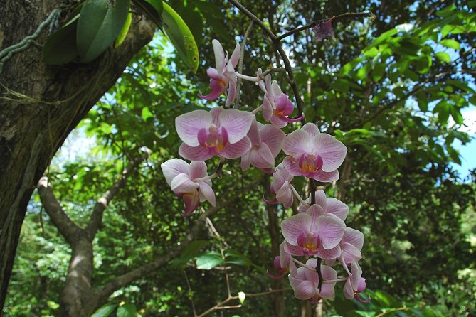 St Lucia Rainforest Walk - Exploring Native Flora and Fauna
