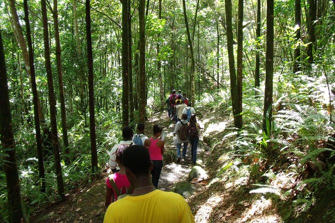 St Lucia Rainforest Walk - Spotting Unique Wildlife Encounters