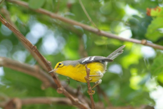 St Lucia Rainforest Walk - Tour Inclusions and Specifications