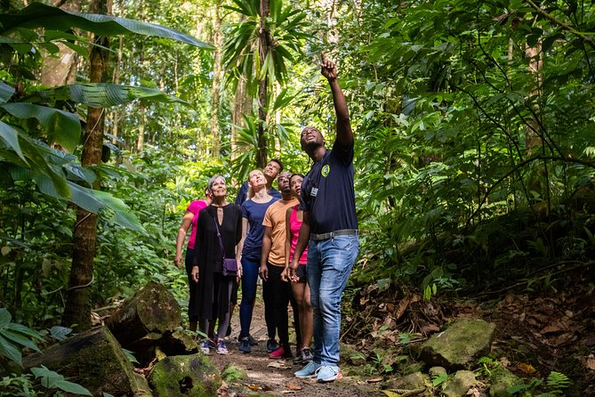 St Lucia Ultimate 3: Aerial Tram, Zipline and Hiking at Rainforest Adventures - Exploring the Rainforest Canopy