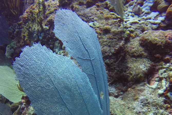 St Maarten Discover Scuba - Participant Feedback and Ratings