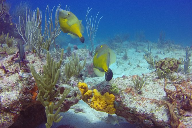 St Maarten Discover Scuba - Booking and Availability Information