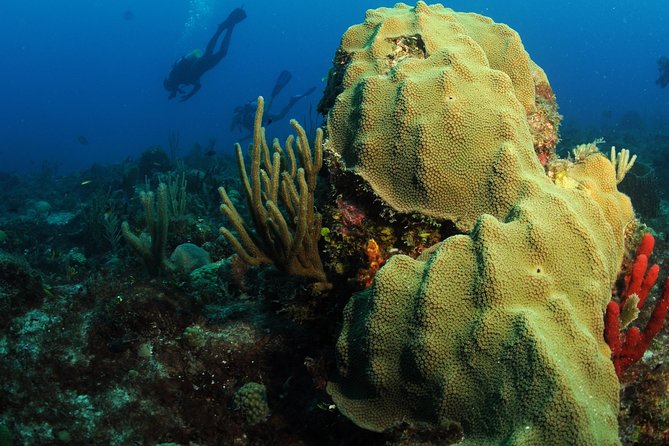 St Maarten Scuba Diving for Certified Divers - Participant Requirements and Certifications
