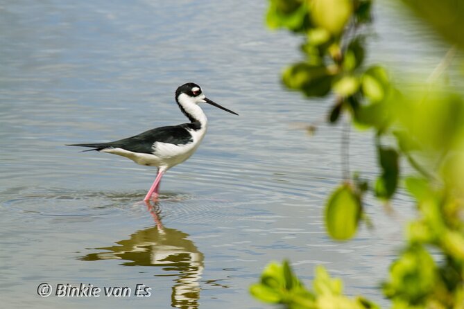 St.Martin - St.Maarten: Small Group, Birding Tour / Bird Watching Tour - Accessibility and Transportation