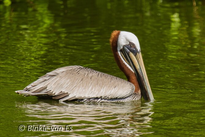 St.Martin - St.Maarten: Small Group, Birding Tour / Bird Watching Tour - Guide Expertise