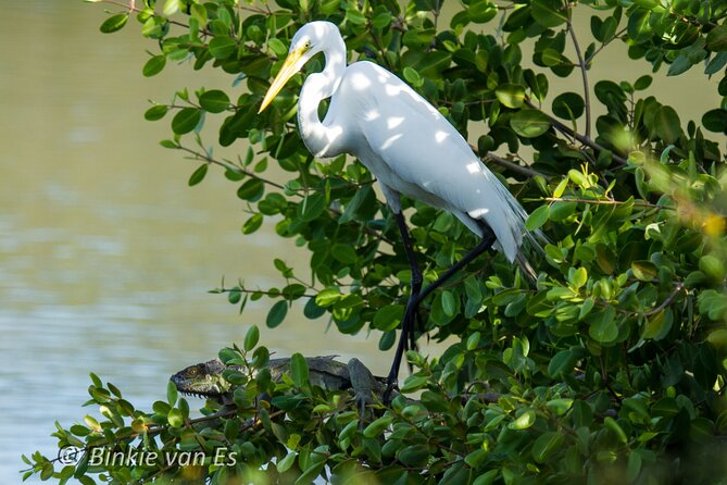 St.Martin - St.Maarten: Small Group, Birding Tour / Bird Watching Tour - Customer Feedback
