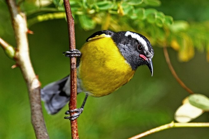 St.Martin - St.Maarten: Small Group, Birding Tour / Bird Watching Tour - Booking and Cancellation Policy