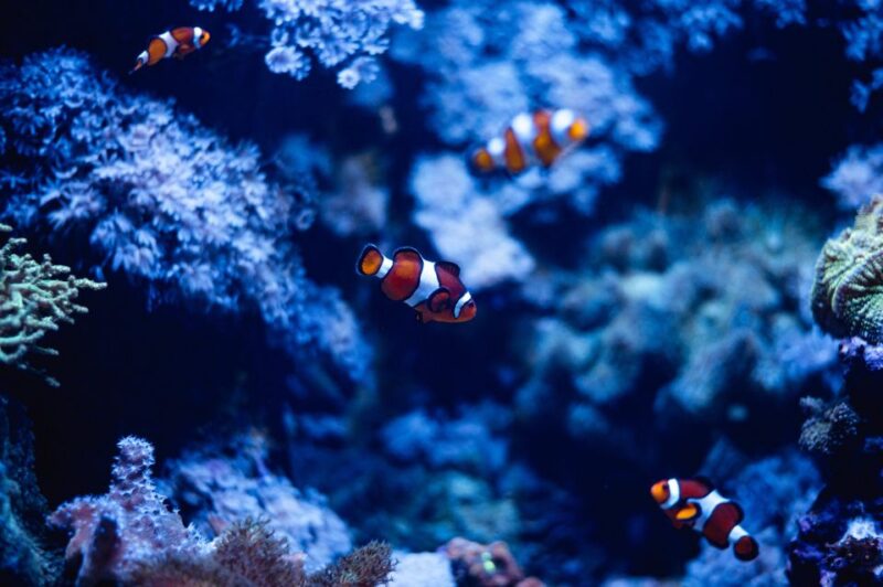 St Pauls Bay: Malta National Aquarium Entry Ticket - Key Points