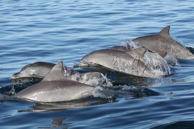 St. Pete Dolphin Watching and Shelling Adventure - Tour Details