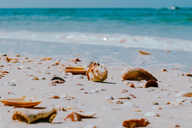 St. Pete Dolphin Watching and Shelling Adventure - Lunch Included