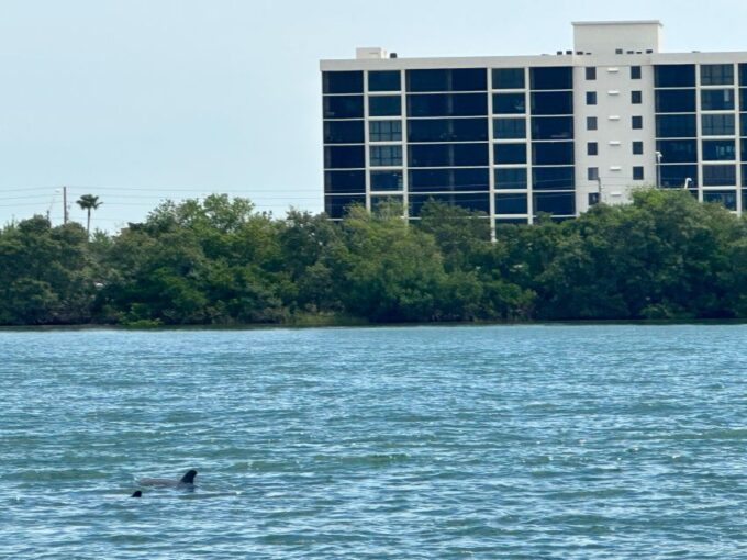 St Petersburg, FL: 3 Hour Islands Hopping Eco Tour - Customized Experiences