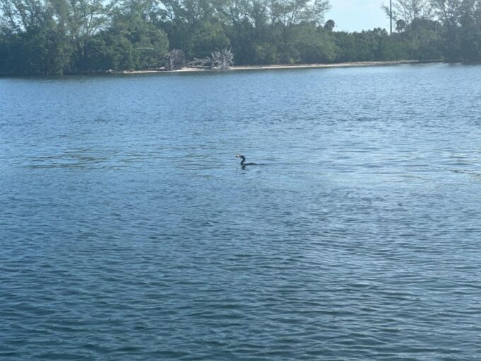 St Petersburg, FL: 3 Hour Islands Hopping Eco Tour - Exploring Coastal Ecosystems