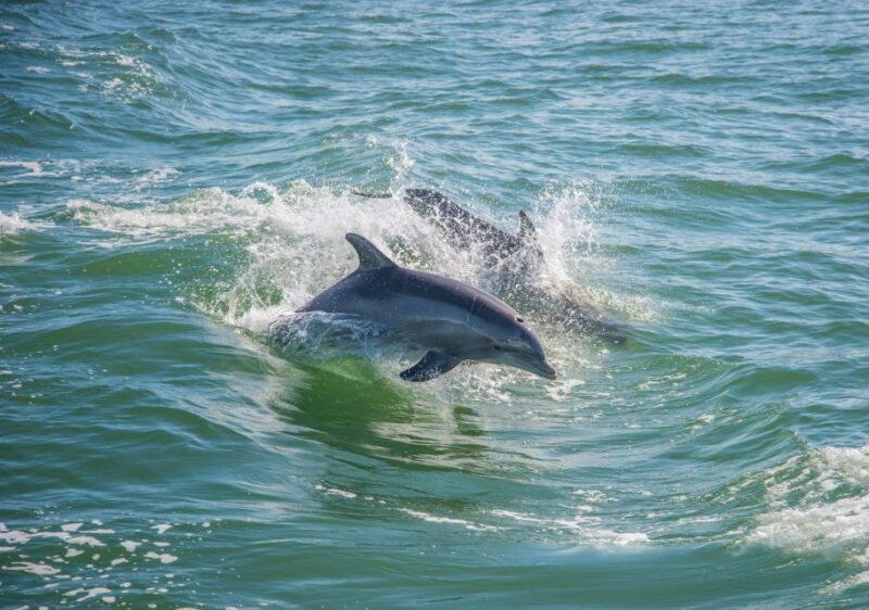 St. Petersburg, FL: Private 2-Hour Dolphin Watching Cruise - Tour Guide and Cancellation