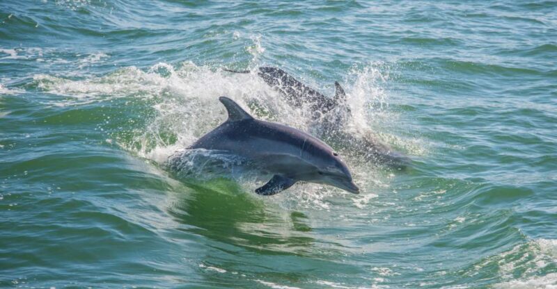 St. Petersburg, FL: Private 2-Hour Dolphin Watching Cruise - Inclusions