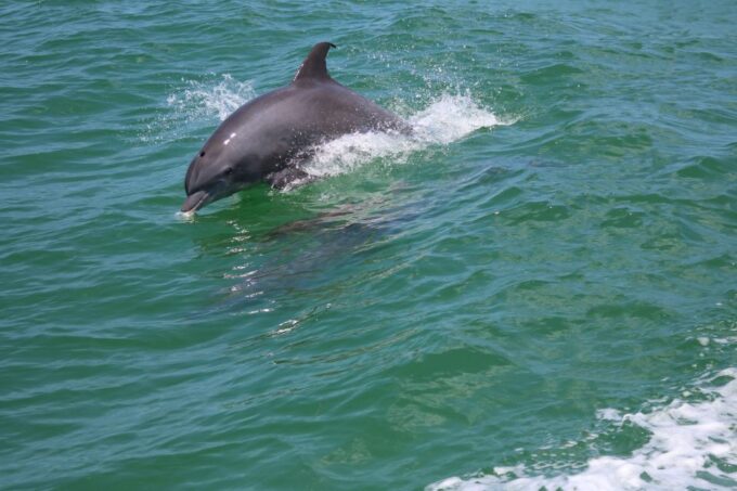 St. Petersburg, FL: Private 2-Hour Dolphin Watching Cruise - Guest Reviews