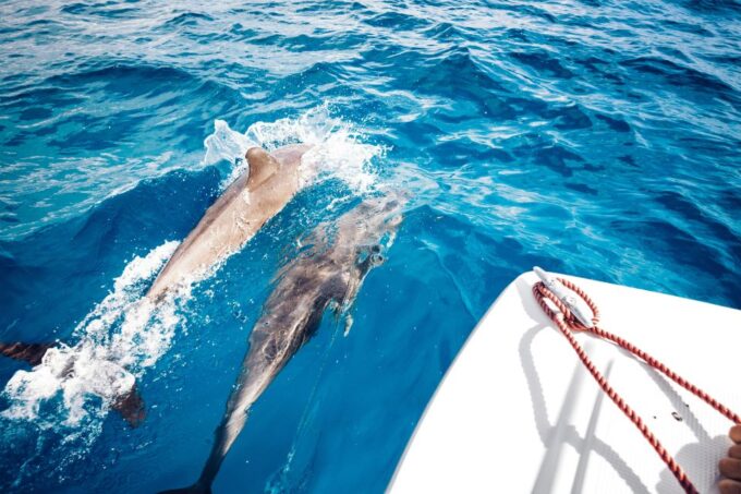 St. Petersburg, FL: Private 2-Hour Dolphin Watching Cruise - Frequently Asked Questions