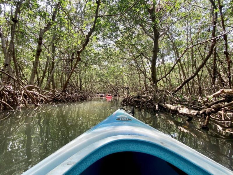 St. Petersburg, FL: Weedon Island Kayak Tour - Customer Feedback