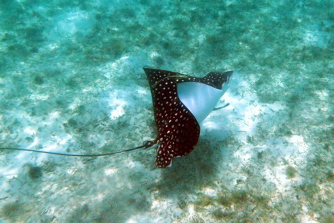 St Thomas Kayak and Sea Turtle Snorkel Excursion - Tour Activities