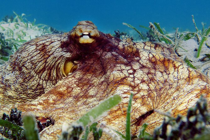 St Thomas Kayak and Sea Turtle Snorkel Excursion - Safety and Requirements