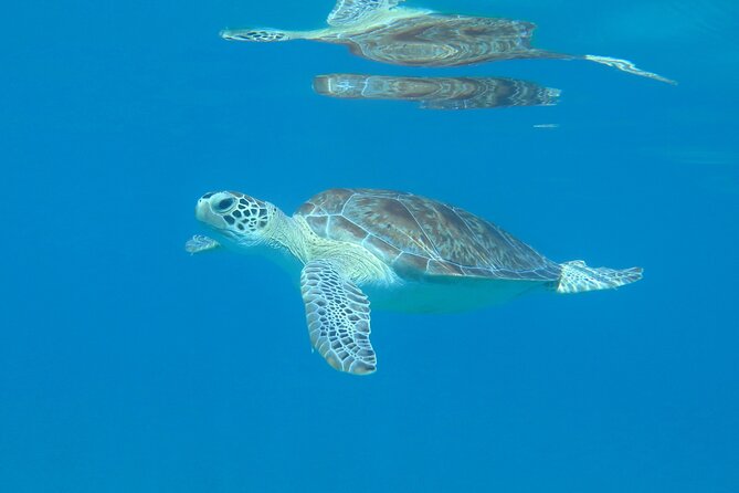 St Thomas Kayak and Sea Turtle Snorkel Excursion - Customer Feedback