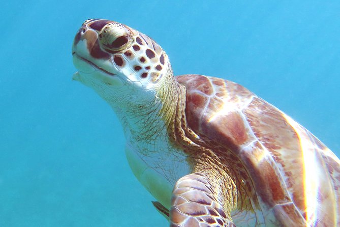 St Thomas Kayak and Sea Turtle Snorkel Excursion - Gratuity Information