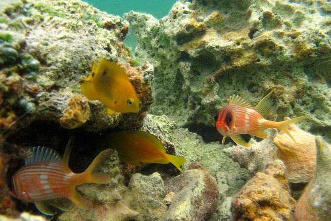 St Thomas Mangrove Lagoon Kayak and Snorkel Tour in the US Virgin Islands - Snorkeling the Diverse Ecosystem