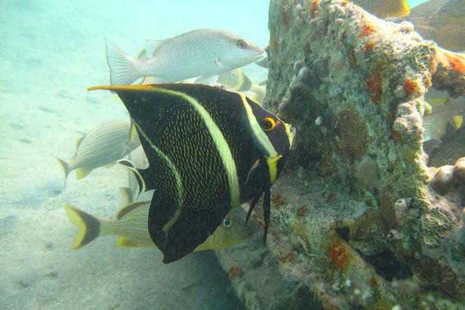 St Thomas Mangrove Lagoon Kayak and Snorkel Tour in the US Virgin Islands - Exploring Cas Cay Island