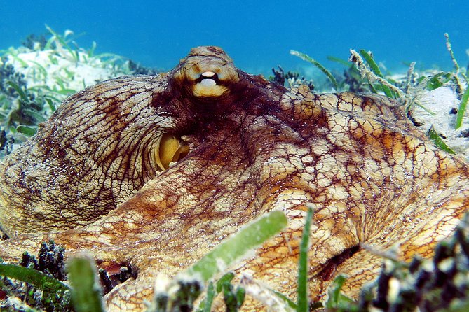 St Thomas Sea Turtle Snorkel Kayak Adventure Tour - Gratuity and Payment